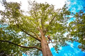 Best Arborist Consultation Services  in Dora, AL