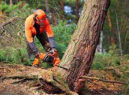 Best Commercial Tree Services  in Dora, AL