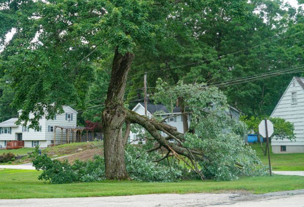 Best Lot and Land Clearing  in Dora, AL