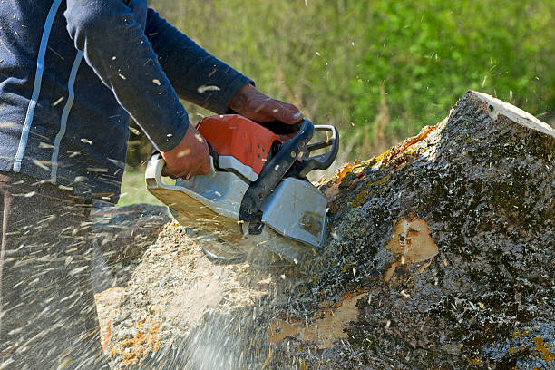 Best Tree Trimming and Pruning  in Dora, AL