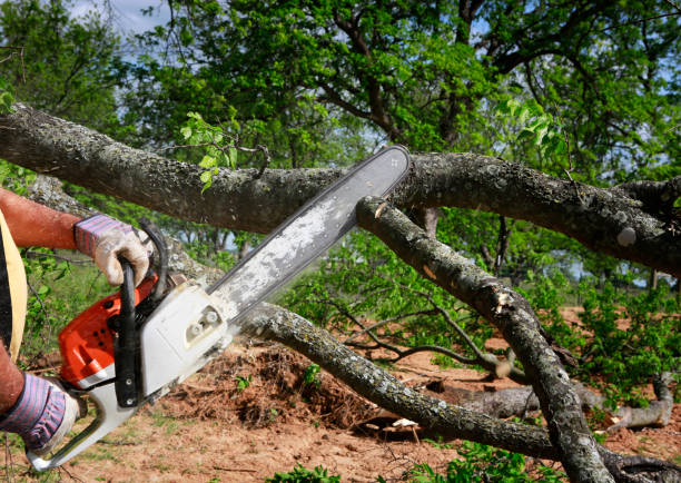 Best Tree and Shrub Care  in Dora, AL