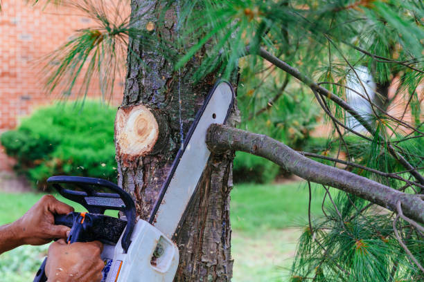 Best Tree Disease Treatment  in Dora, AL